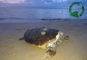 Απάνθρωπο περιστατικό που πρέπει να μας προβληματίσει στη Νάξο